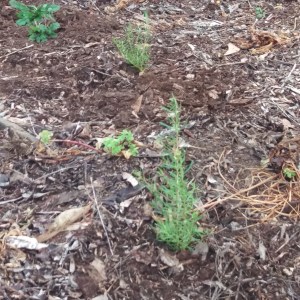 IMG_20171019_082442_782