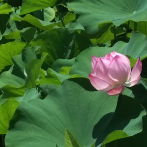 IMG_20180714_132031_357