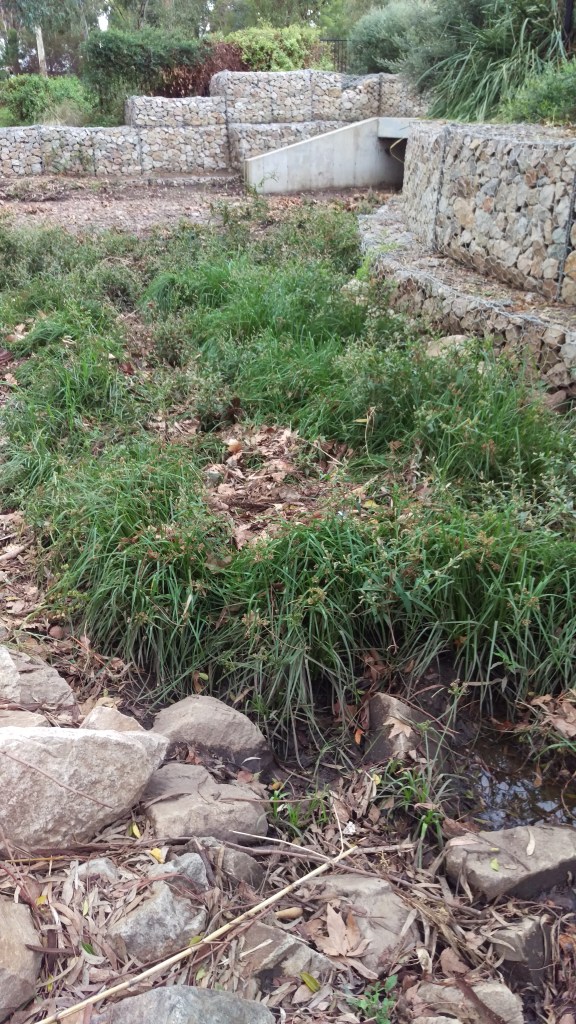 A culvert exit with gabion walls, and a lot of weeds growing in leafy, rocky creek bed.